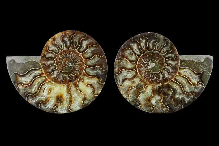 Sliced Ammonite Fossil - Agatized #115302